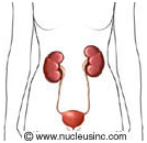 Picture of the urinary system